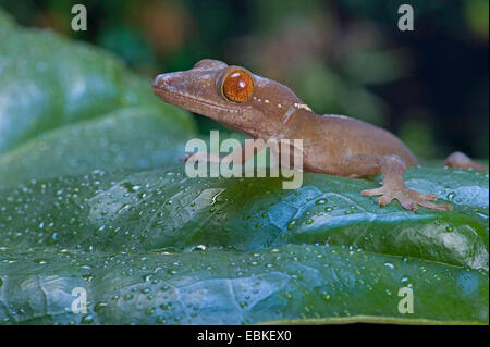 Fiancheggiata gecko (Gekko vittatus), ritratto Foto Stock