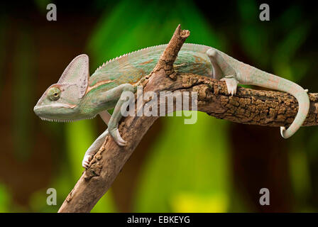 Yemen chameleon, cono-guidato camaleonte, velata chameleon (Chamaeleo calyptratus), seduto su un ramoscello Foto Stock