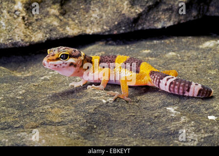 Leopard gecko (Eublepharis macularius), vista laterale Foto Stock