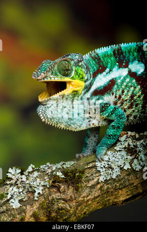 Panther chameleon (Furcifer pardalis, Chamaeleo pardalis), ritratto, minacciando Foto Stock