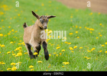 Capra domestica (Capra hircus, Capra aegagrus f. hircus), goatling in esecuzione attraverso un pascolo, Germania Foto Stock