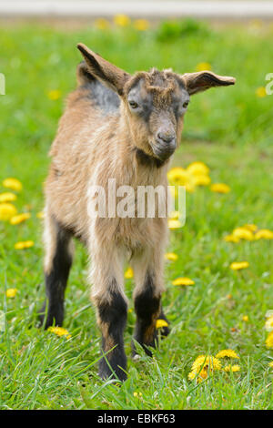 Capra domestica (Capra hircus, Capra aegagrus f. hircus), goatling in un pascolo, Germania Foto Stock