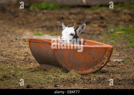 Capra domestica (Capra hircus, Capra aegagrus f. hircus), goatling seduta in una mangiatoia, in Germania, in Renania settentrionale-Vestfalia Foto Stock