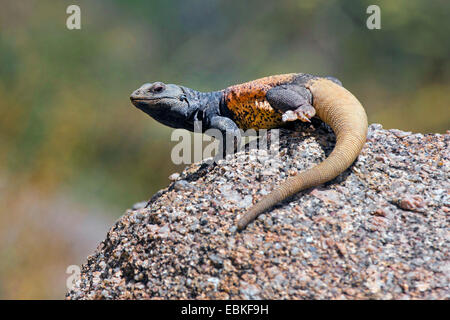 Chuckwallas (Sauromalus obesus tumidus), maschio a prendere il sole, USA, Arizona, Picco Pinnacolo, Phoenix Foto Stock