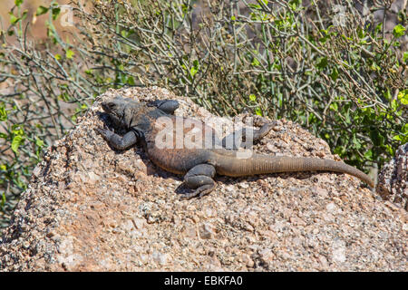 Chuckwallas (Sauromalus obesus tumidus), maschio a prendere il sole, USA, Arizona, Picco Pinnacolo, Phoenix Foto Stock