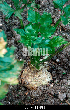 Il sedano rapa (Apium graveolens var. rapaceum), patch vegetale Foto Stock