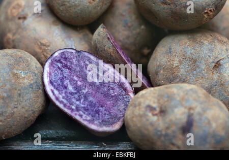 Patata (solanum tuberosum 'Valfi', Solanum tuberosum Valfi), sorta Valfi Foto Stock