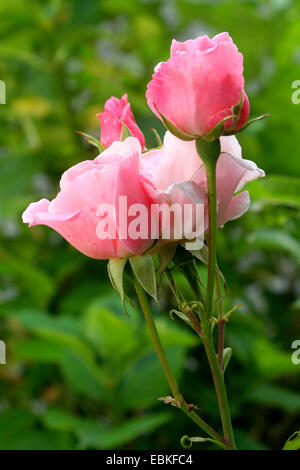 Rose ornamentali (Rosa spec.), Rosa Rose in un giardino, Germania Foto Stock