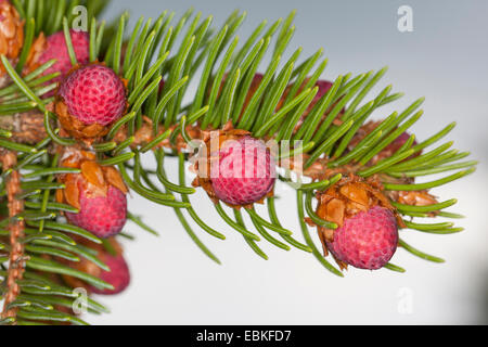 Abete (Picea abies), il ramo con coni giovani, Germania Foto Stock