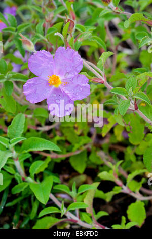 Rosa rock rose (Cistus villosus, Cistus incanus), fioritura Foto Stock