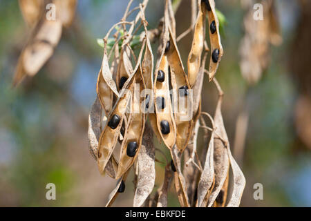 common laburnum (Laburnum anagyroides), ripe fruits on a bush, Germany Foto Stock