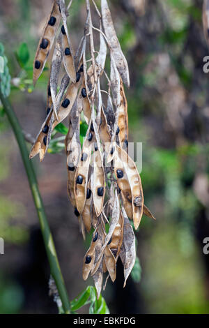 common laburnum (Laburnum anagyroides), ripe fruits on a bush, Germany Foto Stock