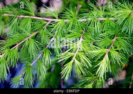 Larice comune, EUROPEE Larice (Larix decidua, Larix europaea), giovani germogli in primavera, Germania Foto Stock