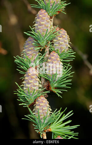 Larice comune, EUROPEE Larice (Larix decidua, Larix europaea), aghi giovani e giovani cono, Germania Foto Stock