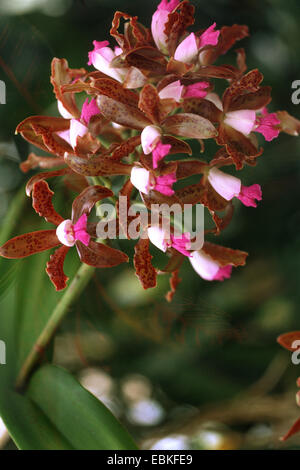 Avvistato cattleya orchid (Cattleya guttata), infiorescenza Foto Stock