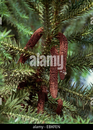 Pino brasiliano (Araucaria angustifolia), infiorescenza maschile fioritura Foto Stock