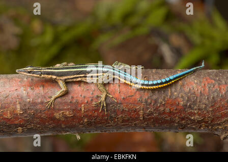 Sawtail lizard, Neon Blue Tailed Tree Lizard (Holaspis guentheri), su un ramo Foto Stock