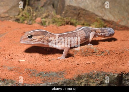 Fat-tailed gecko, African Fat-tailed Gecko (Hemitheconyx caudicinctus), su una pietra Foto Stock