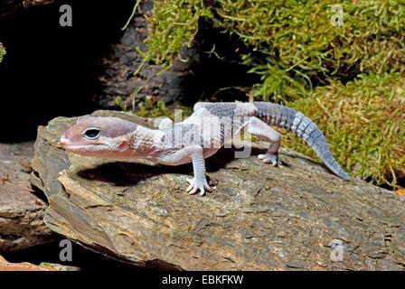 Fat-tailed gecko, African Fat-tailed Gecko (Hemitheconyx caudicinctus), su una pietra Foto Stock