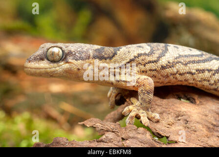 Nastrare il velluto Gecko (Homopholis fasciata ), ritratto Foto Stock