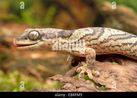 Nastrare il velluto Gecko (Homopholis fasciata ), leccare la bocca Foto Stock