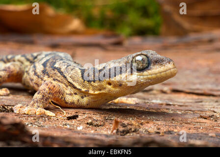 Nastrare il velluto Gecko (Homopholis fasciata ), vista da vicino Foto Stock