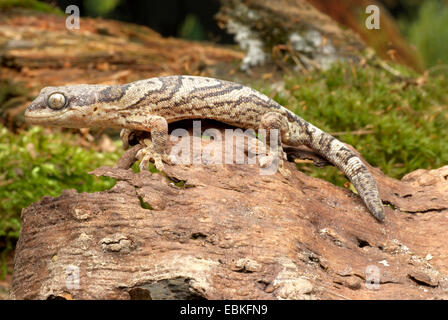 Nastrare il velluto Gecko (Homopholis fasciata ), vista laterale Foto Stock