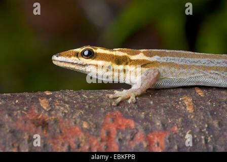 Nana (Gecko Lygodactylus kimhowelli), ritratto Foto Stock