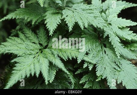 Clubmoss, spikemoss (Selaginella umbrosa), abitudine Foto Stock