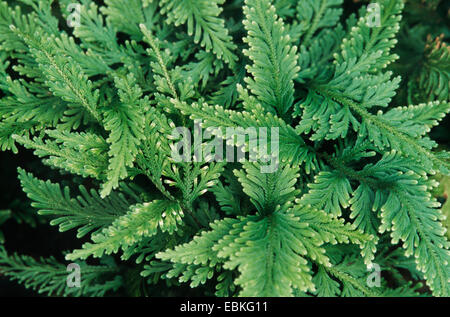 Clubmoss, spikemoss (Selaginella umbrosa), abitudine Foto Stock