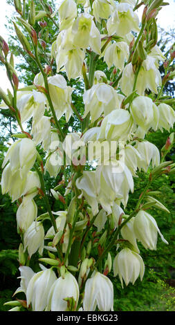 Adam's ago, debole-foglia di Yucca (Yucca filamentosa), infiorescenza Foto Stock