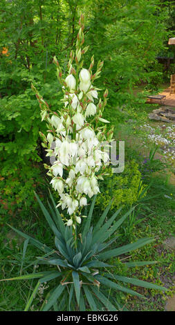 Adam's ago, debole-foglia di Yucca (Yucca filamentosa), fioritura Foto Stock