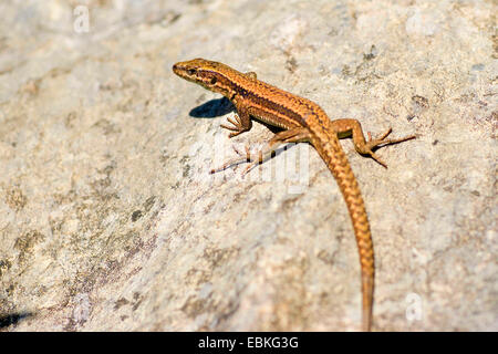 Comune di lucertola muraiola (Lacerta muralis, Podarcis muralis), sunbathong su una roccia, Germania Foto Stock