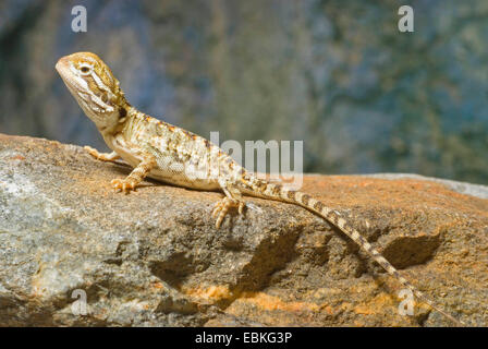 Nero-suolo Drago Barbuto (Pogona henrylawsoni), su una pietra Foto Stock