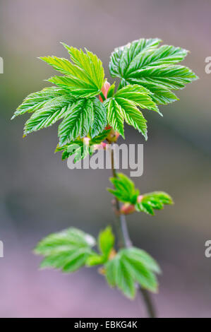 Acero di monte, grande Acero (Acer pseudoplatanus), leaf riprese di un giovane acero di monte, Germania Foto Stock