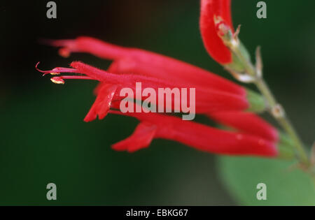 Ananas salvia (Salvia rutilans), fiori Foto Stock