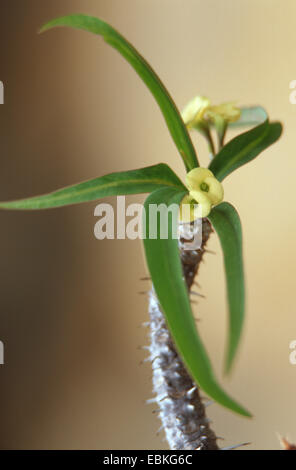 La corona di spine di Cristo (vegetali di Euphorbia milii var. logifolia), fioritura Foto Stock