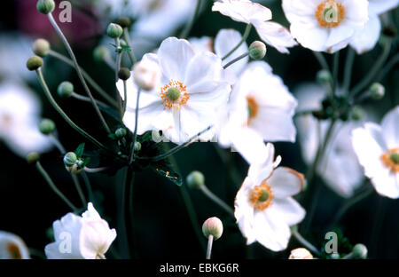 Anemone giapponese, Giapponese Windflower (Anemone japonica, Anemone hupehensis var. japonica), cultivar Honorine Jobert Foto Stock
