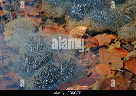 Rana comune, erba (rana temporaria rana), spawn grumi, Germania Foto Stock
