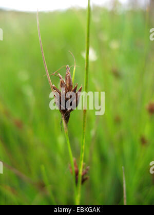 Becco Bown-carici (Rhynchospora fusca), infiorescenza, in Germania, in Renania settentrionale-Vestfalia Foto Stock