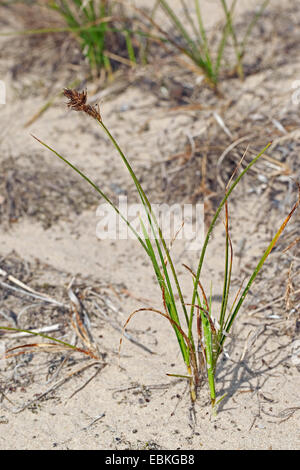 Sabbia sedge (Carex arenaria), sulla sabbia, Germania Foto Stock