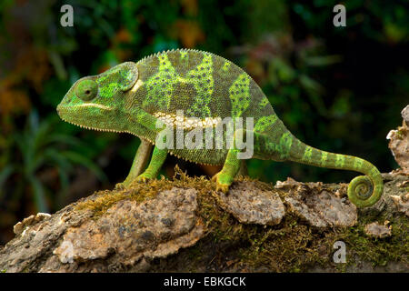 Lembo colli, chameleon flapneck chameleon (Chamaeleo dilepis), su una corteccia di muschio Foto Stock