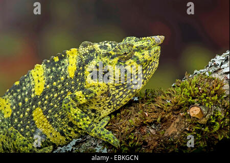 Meller (camaleonte Chamaeleo melleri), seduto su un ramoscello di muschio Foto Stock