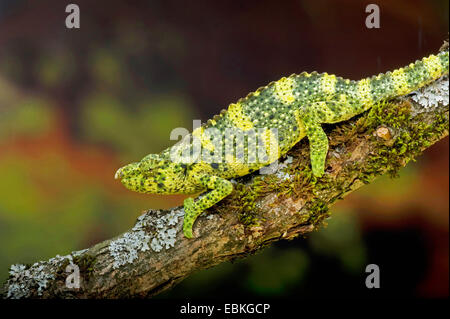 Meller (camaleonte Chamaeleo melleri), seduto su un ramoscello di muschio Foto Stock