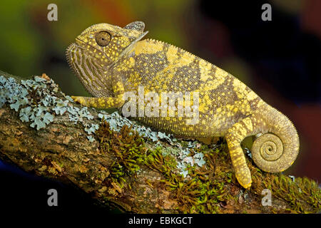 Lembo colli, chameleon flapneck chameleon (Chamaeleo dilepis), seduto su un ramoscello di muschio Foto Stock