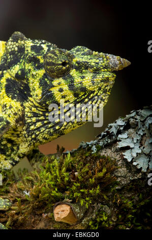 Meller (camaleonte Chamaeleo melleri), seduto su un ramoscello di muschio, ritratto Foto Stock