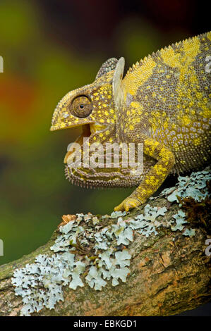 Lembo colli, chameleon flapneck chameleon (Chamaeleo dilepis), seduto su un ramoscello di muschio con bocca aperta Foto Stock