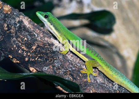 Giorno rivestito gecko (Phelsuma lineata), su un ramoscello Foto Stock