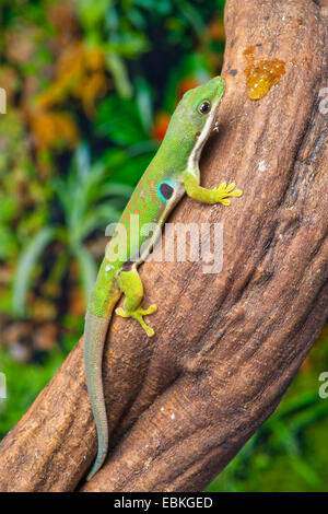Peacock giorno geco Phelsuma quadriocellata, seduti su una radice dell'antenna Foto Stock