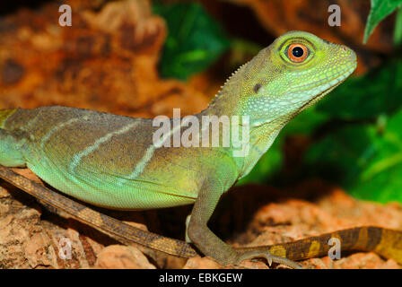 Acqua Dragon, verde acqua, Drago Cinese drago di acqua, acqua Thai Dragon, acqua Asian Dragon (Physignathus cocincinus, Physignathus concincinus), seduto sulla corteccia Foto Stock